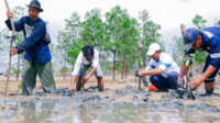 PT Timah Tbk Kembali Tanam Mangrove Bersama Masyarakat
