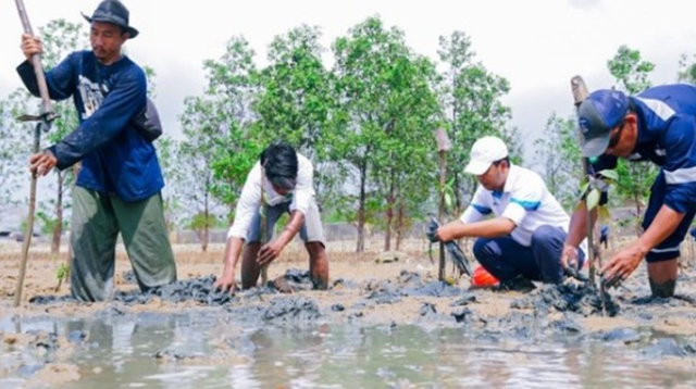 PT Timah Tbk Kembali Tanam Mangrove Bersama Masyarakat