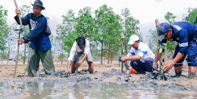 PT Timah Tbk Kembali Tanam Mangrove Bersama Masyarakat