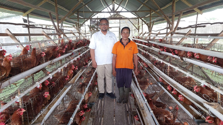 Program PUMK PT Timah Tbk Membantu Niko Memulai Bisnis Ayam Petelur